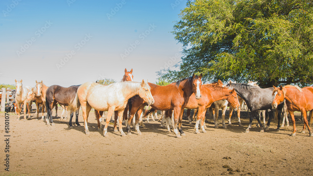 Group of young horses.