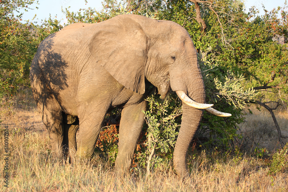 Fototapeta premium Afrikanischer Elefant / African elephant / Loxodonta africana