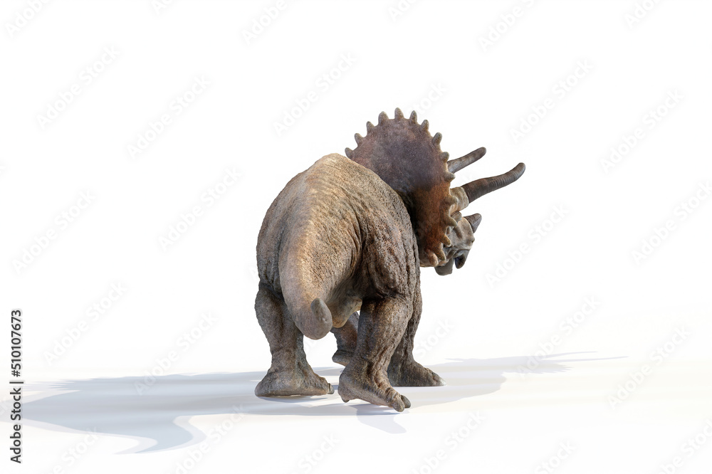 Fototapeta premium triceratops dinosaur 3d rendering on white background