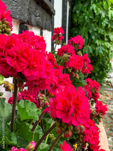 Bloom blossom red flowers geranium beauty in nature. Outdoor flowers. Summer. vibrant colour