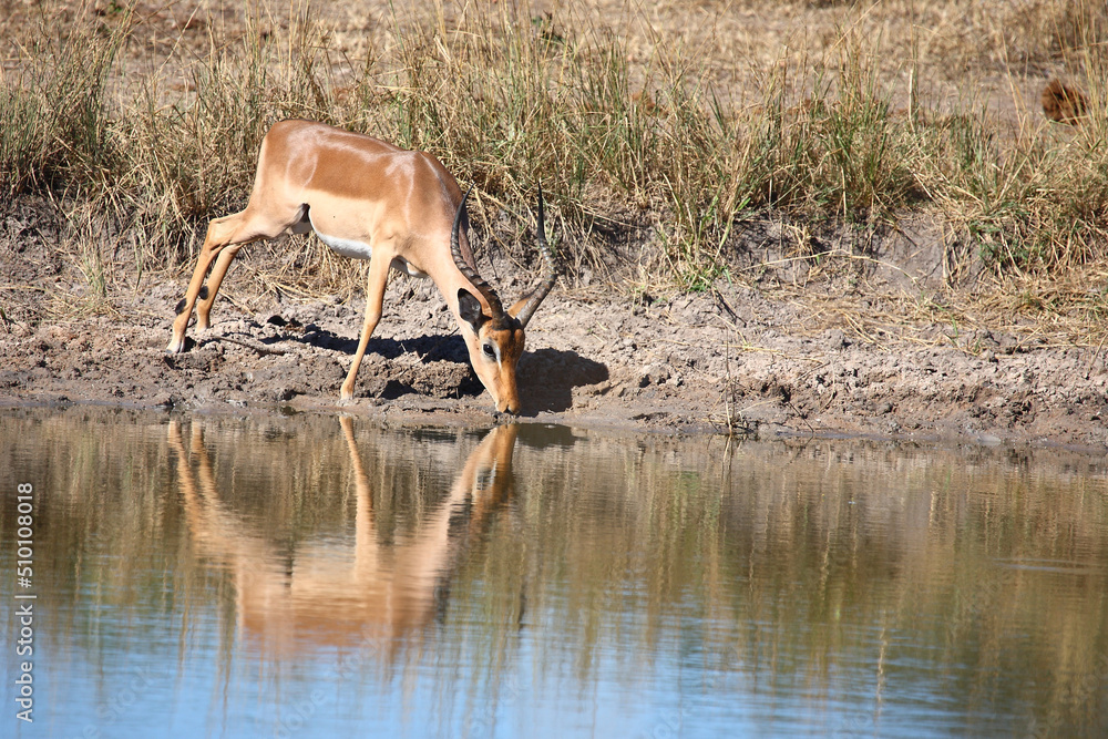 Schwarzfersenantilope / Impala / Aepyceros melampus Schwarzfersenantilope / Impala / Aepyceros melampus