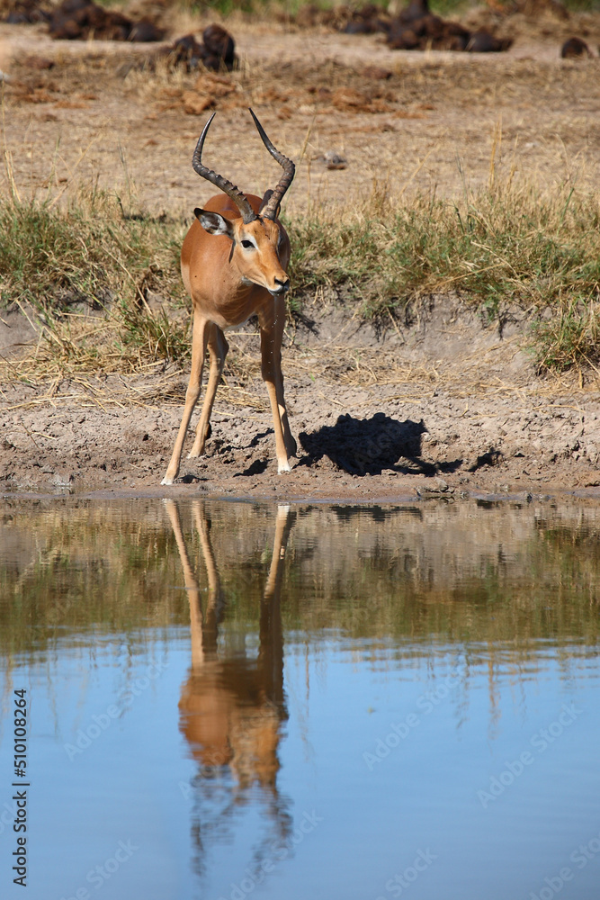 Schwarzfersenantilope / Impala / Aepyceros melampus Schwarzfersenantilope / Impala / Aepyceros melampus