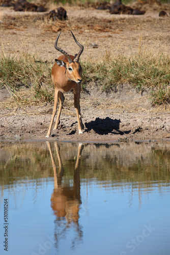 Schwarzfersenantilope / Impala / Aepyceros melampus