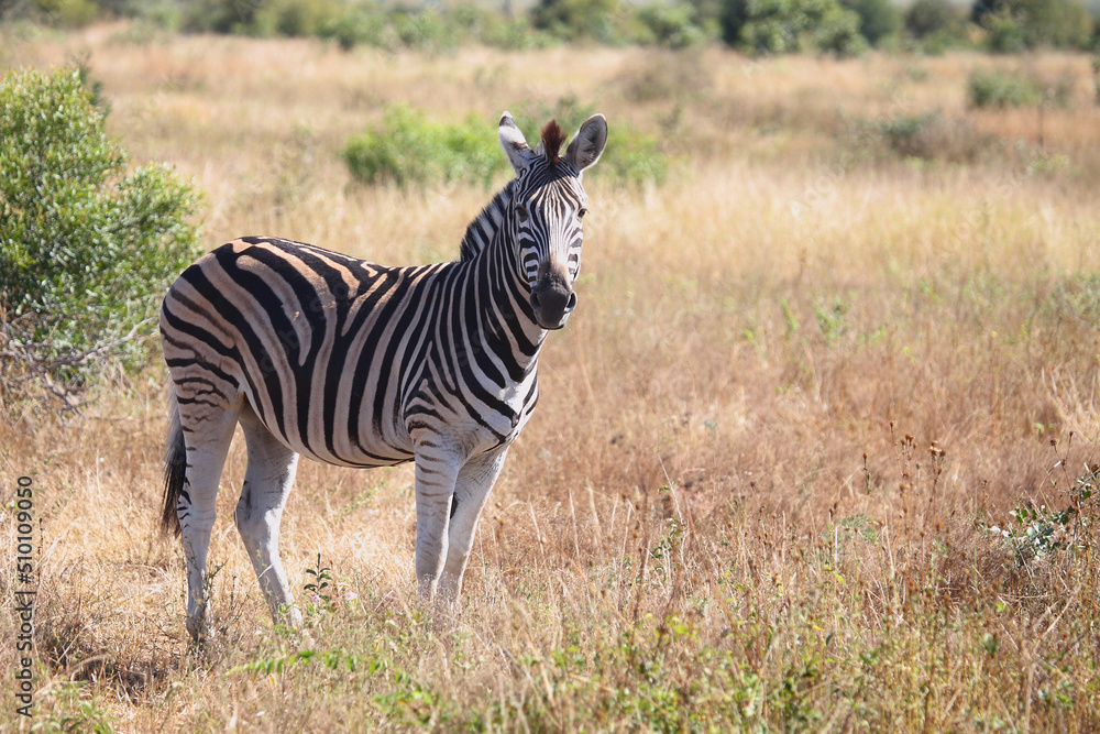 Naklejka premium Steppenzebra / Burchell's zebra / Equus burchellii