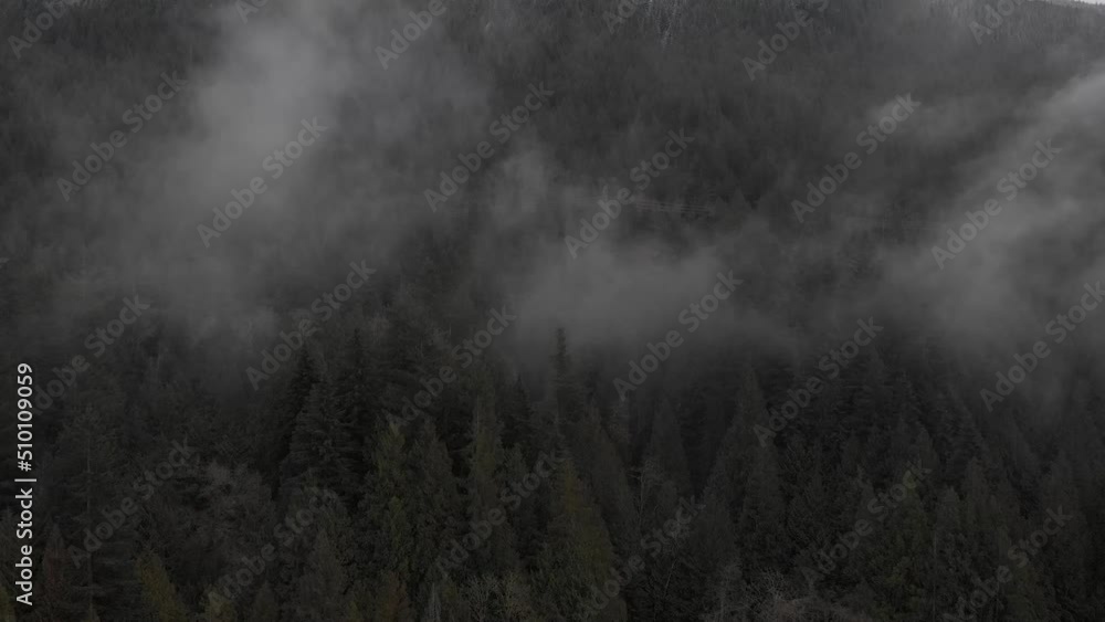 Fog, Trees and Lake Fog, Trees and Lake