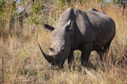 Breitmaulnashorn   Square-lipped rhinoceros   Ceratotherium simum