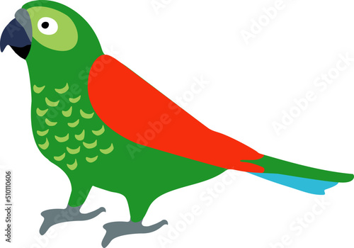 Green Amazon Parrot Bird Illustration