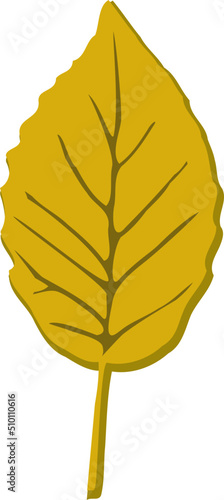 Green Beech Leaf Illustration