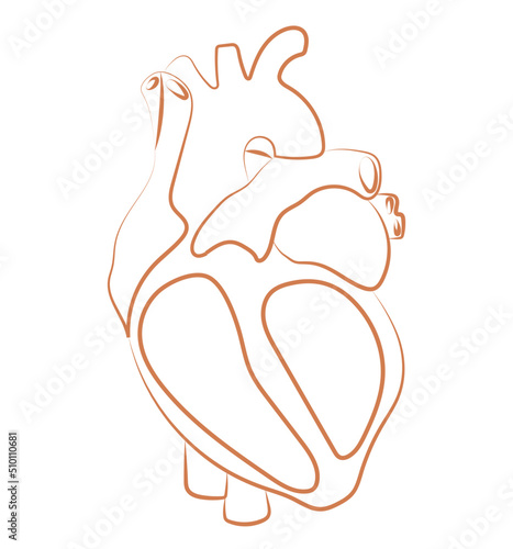 Human inner heart organ line illustration