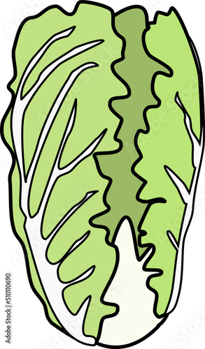 Napa Cabbage Illustration