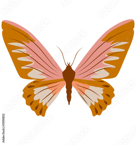 Butterfly illustration