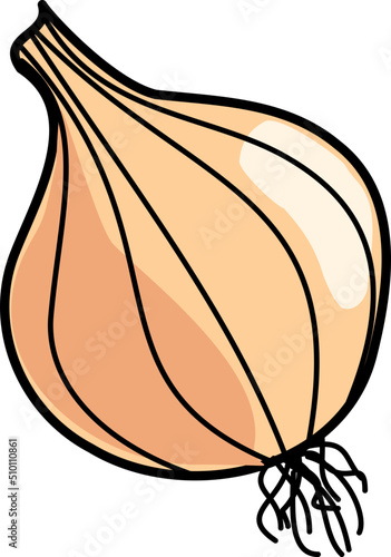 Onion Vegetable Illustration