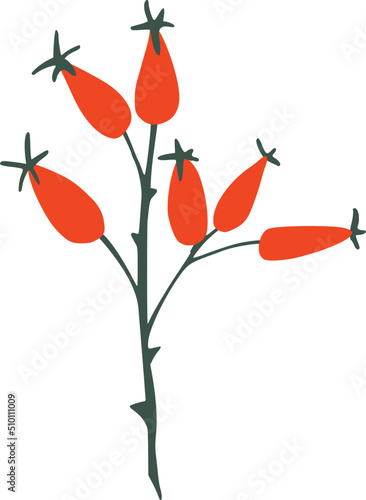 Red Rose Hips Branch Illustration