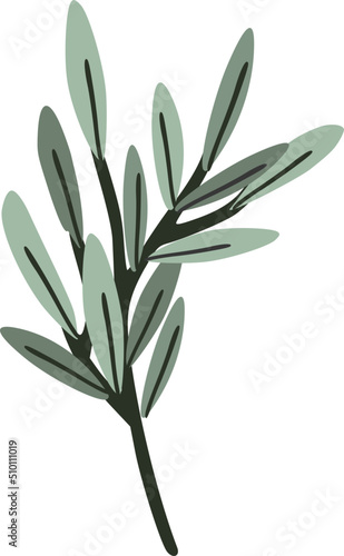 Green Olive Tree Branch Illustration