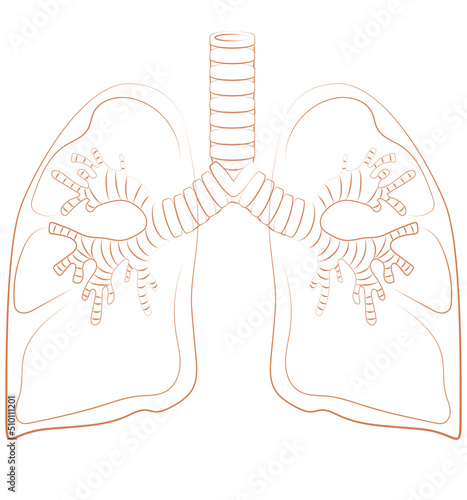 Human lung organ animal illustration