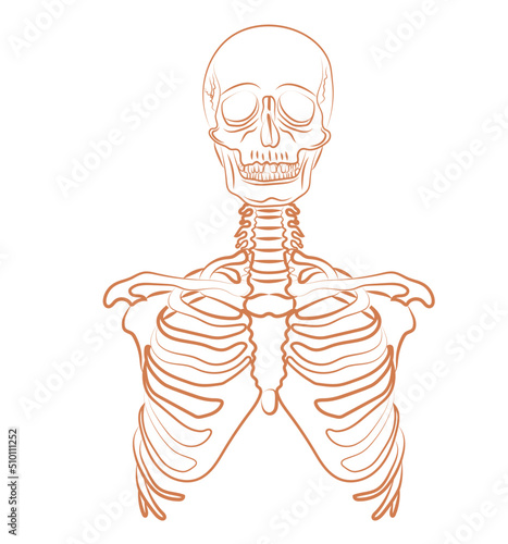 Human skull and chest illustration