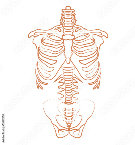Human chest skeleton illustration