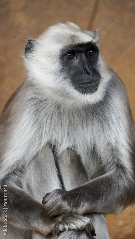 Fototapeta premium Hulman-Langur monkey sitting on a rock Close Up