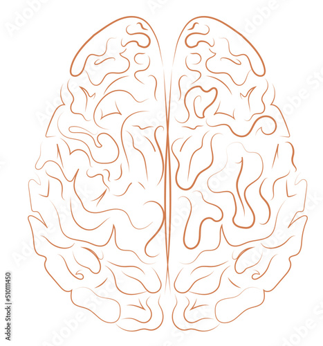Human brain illustration