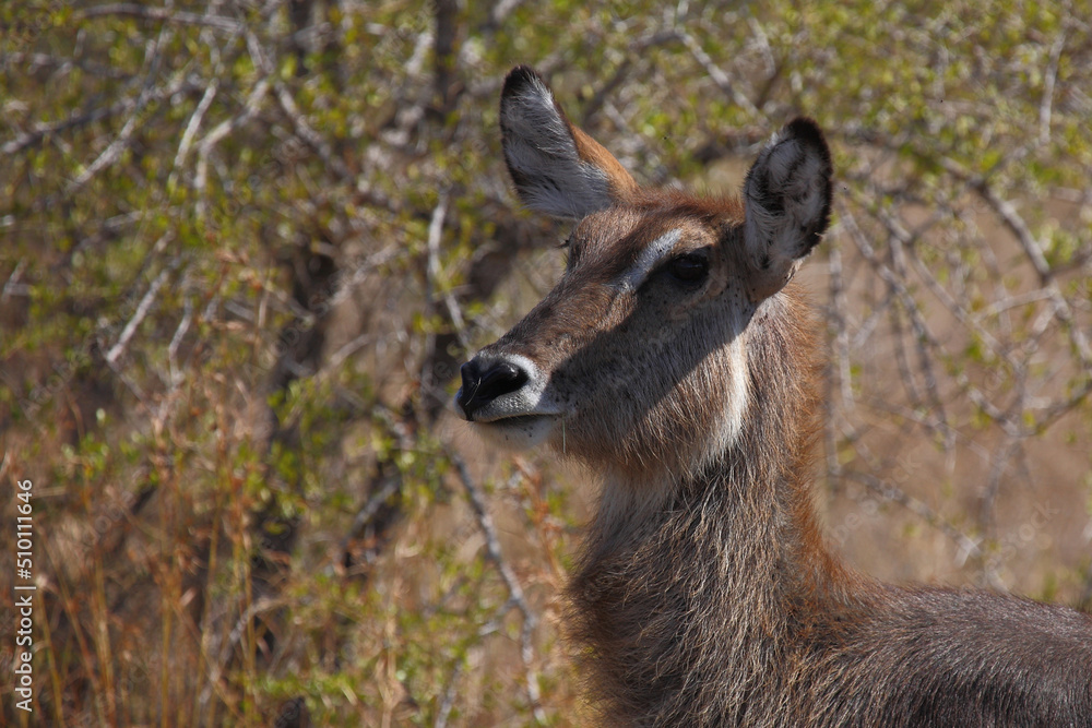 Wasserbock / Waterbuck / Kobus ellipsiprymnus Wasserbock / Waterbuck / Kobus ellipsiprymnus
