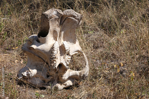Afrikanischer Elefant / African elephant / Loxodonta africana..