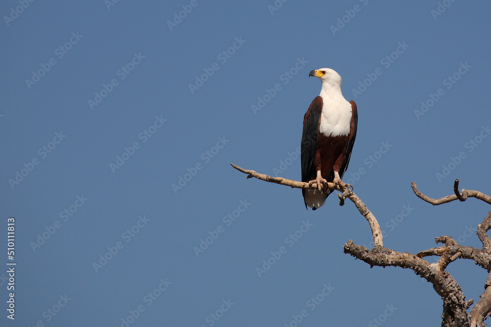 Afrikanischer Schreiseeadler / African fish-eagle / Haliaeetus vocifer. Afrikanischer Schreiseeadler / African fish-eagle / Haliaeetus vocifer.
