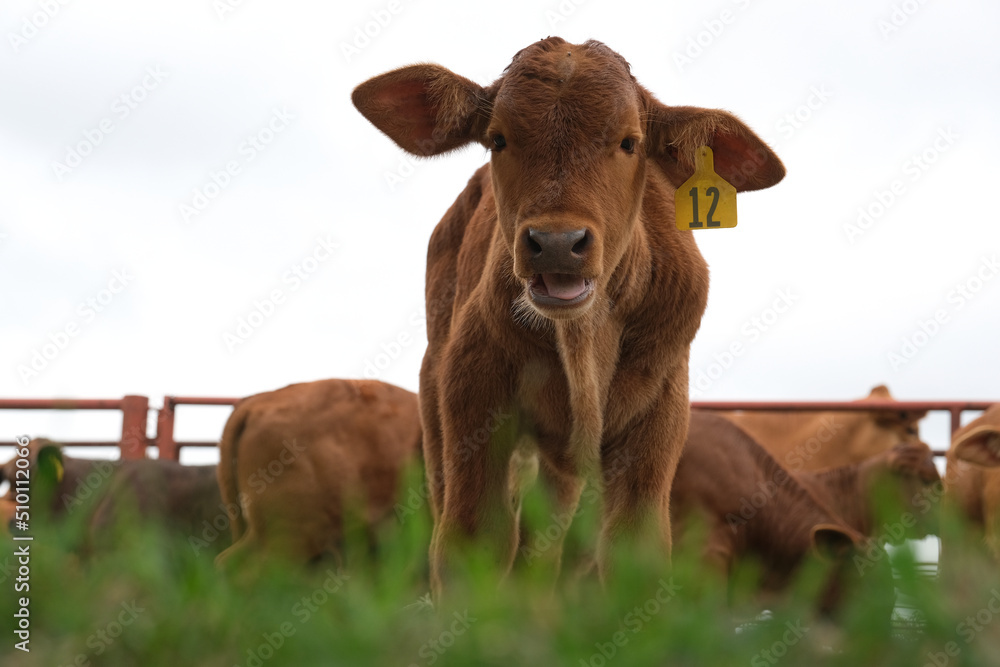Beefmaster calf on southern ranch with beef cattle looking at camera closeup. Beefmaster calf on southern ranch with beef cattle looking at camera closeup.