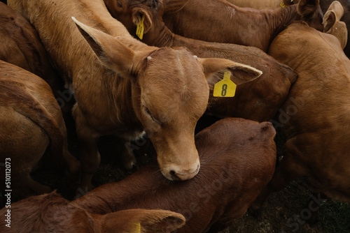 Herd of Beefmaster beef calves on working cattle ranch for agriculture cows, high angle view of group. photo