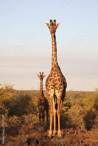 Giraffe   Giraffe   Giraffa camelopardalis.