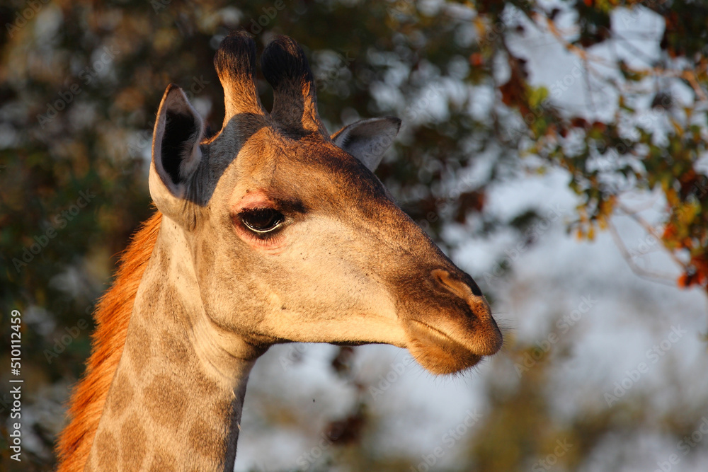 Naklejka premium Giraffe / Giraffe / Giraffa camelopardalis