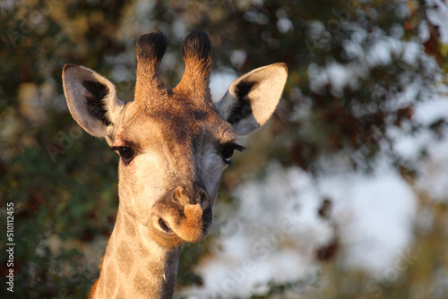 Photography Giraffe / Giraffe / Giraffa camelopardalis