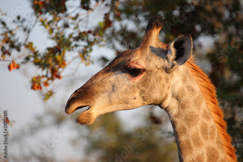 Photography Giraffe / Giraffe / Giraffa camelopardalis