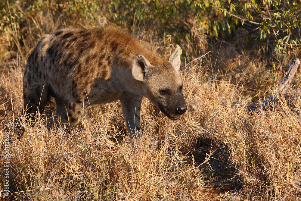 Tüpfelhyäne / Spotted hyaena / Crocuta crocuta... Tüpfelhyäne / Spotted hyaena / Crocuta crocuta...