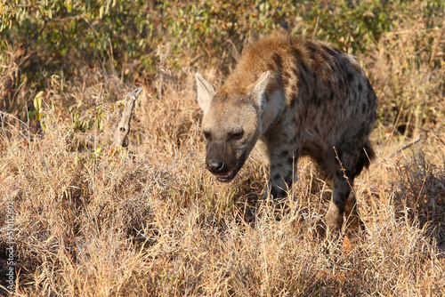 Tüpfelhyäne / Spotted hyaena / Crocuta crocuta... © Ludwig