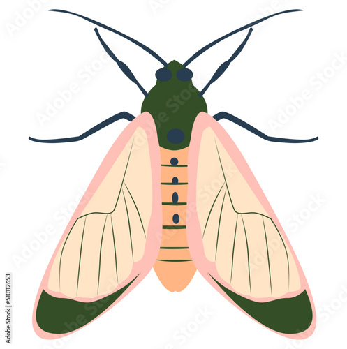 Insect moth illustration