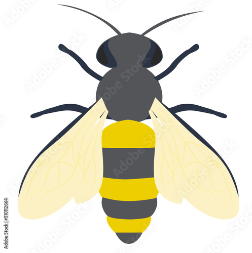 Insect bee illustration