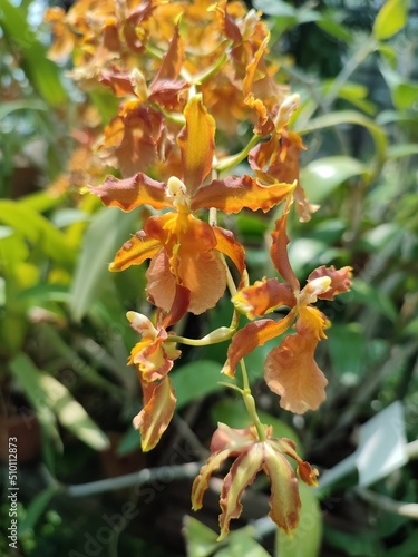 Orange Cattleya Bowringa orchid flowers in a tropical plant greenhouse close-up in a plant environment