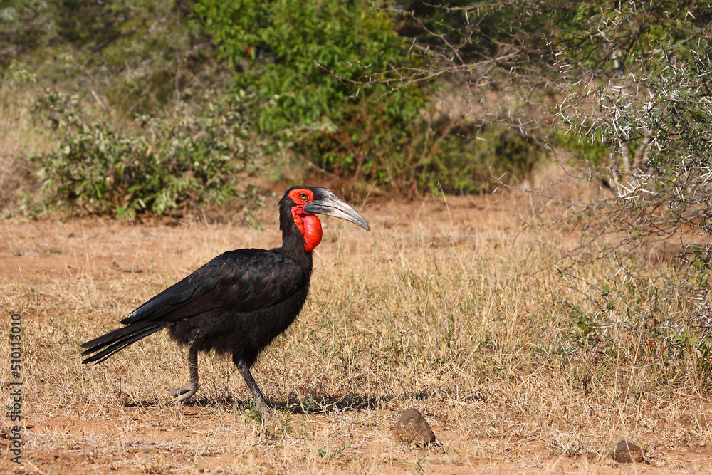 Obraz premium Kaffernhornrabe / Southern ground hornbill / Bucorvus leadbeateri