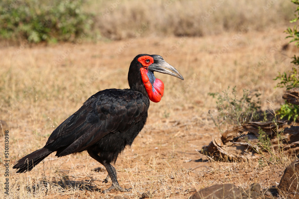 Obraz premium Kaffernhornrabe / Southern ground hornbill / Bucorvus leadbeateri