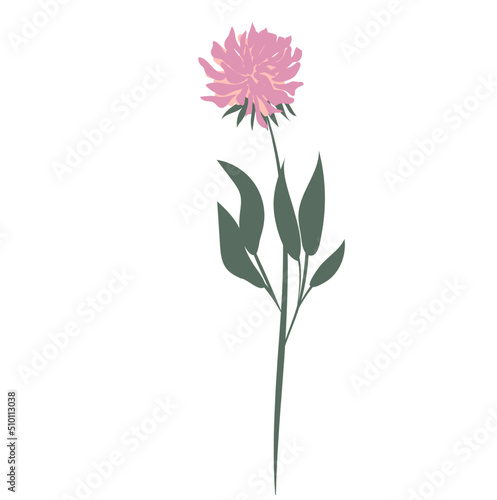 Spring flower illustration