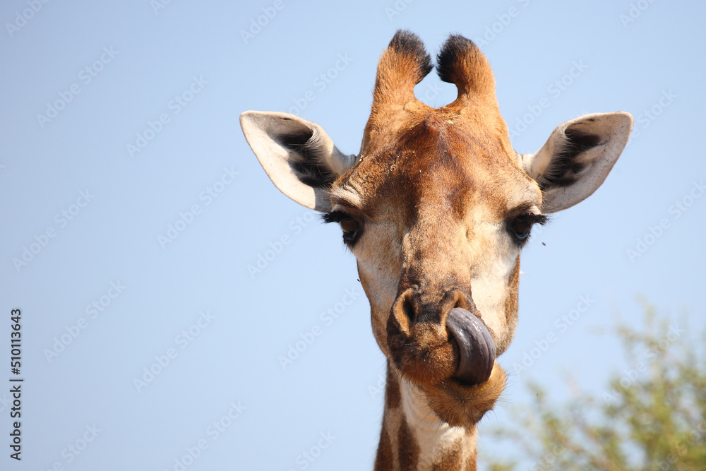 Naklejka premium Giraffe / Giraffe / Giraffa camelopardalis