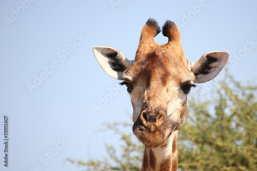 Canvas Print Giraffe / Giraffe / Giraffa camelopardalis