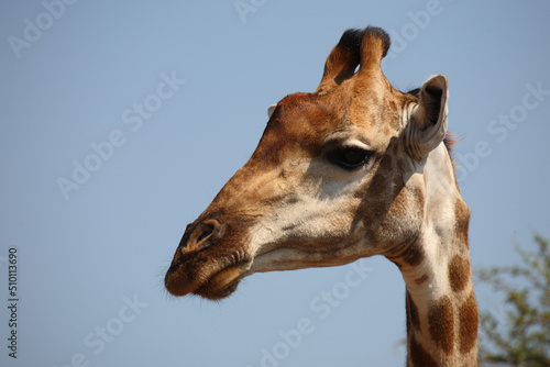 Photography Giraffe / Giraffe / Giraffa camelopardalis