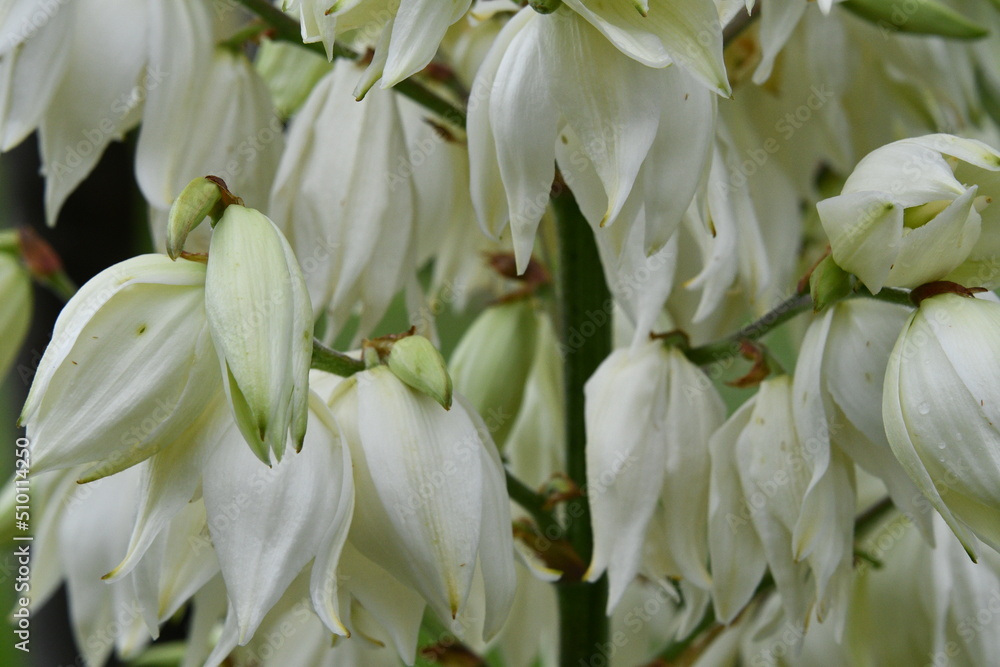 White Blooms on a Yucca Plant White Blooms on a Yucca Plant