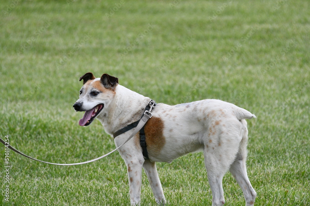 Dog on a Leash Dog on a Leash