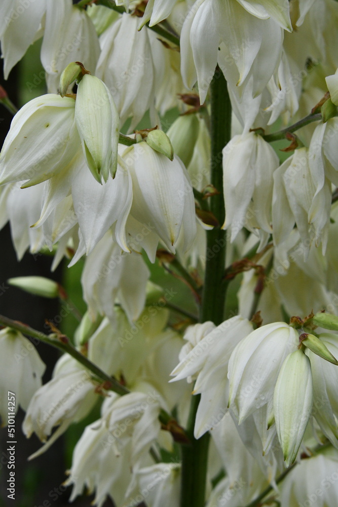 Fototapeta premium Yucca Plant Blooms