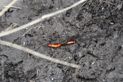 Wallpaper Mural Brown Worm in Black Soil Torontodigital.ca