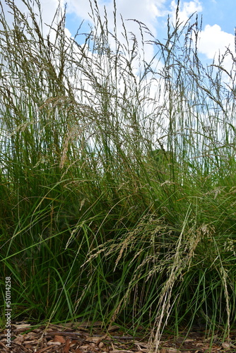 Tall Grass in a Field