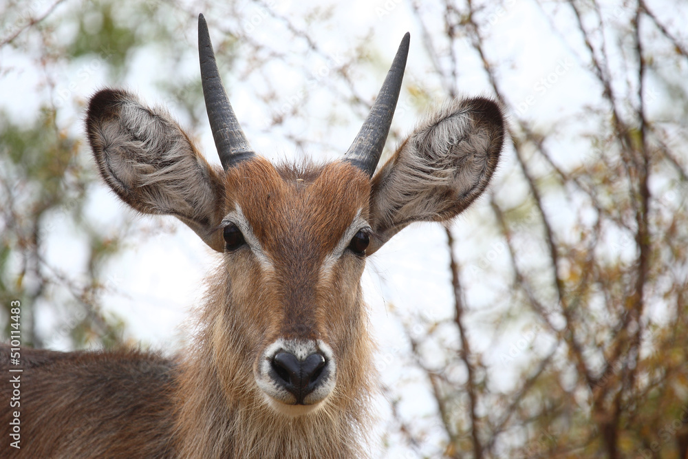 Wasserbock / Waterbuck / Kobus ellipsiprymnus.