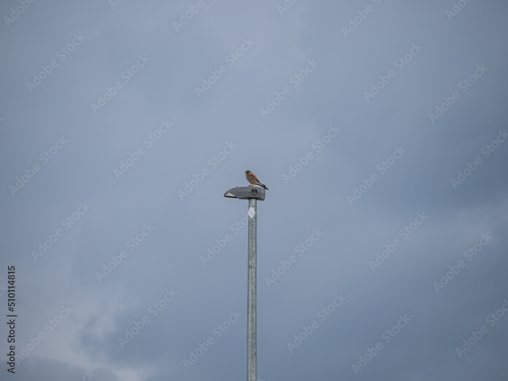 Ein Mäusebussard (Buteo buteo) sitzt auf einer Laterne. Ein Mäusebussard (Buteo buteo) sitzt auf einer Laterne.